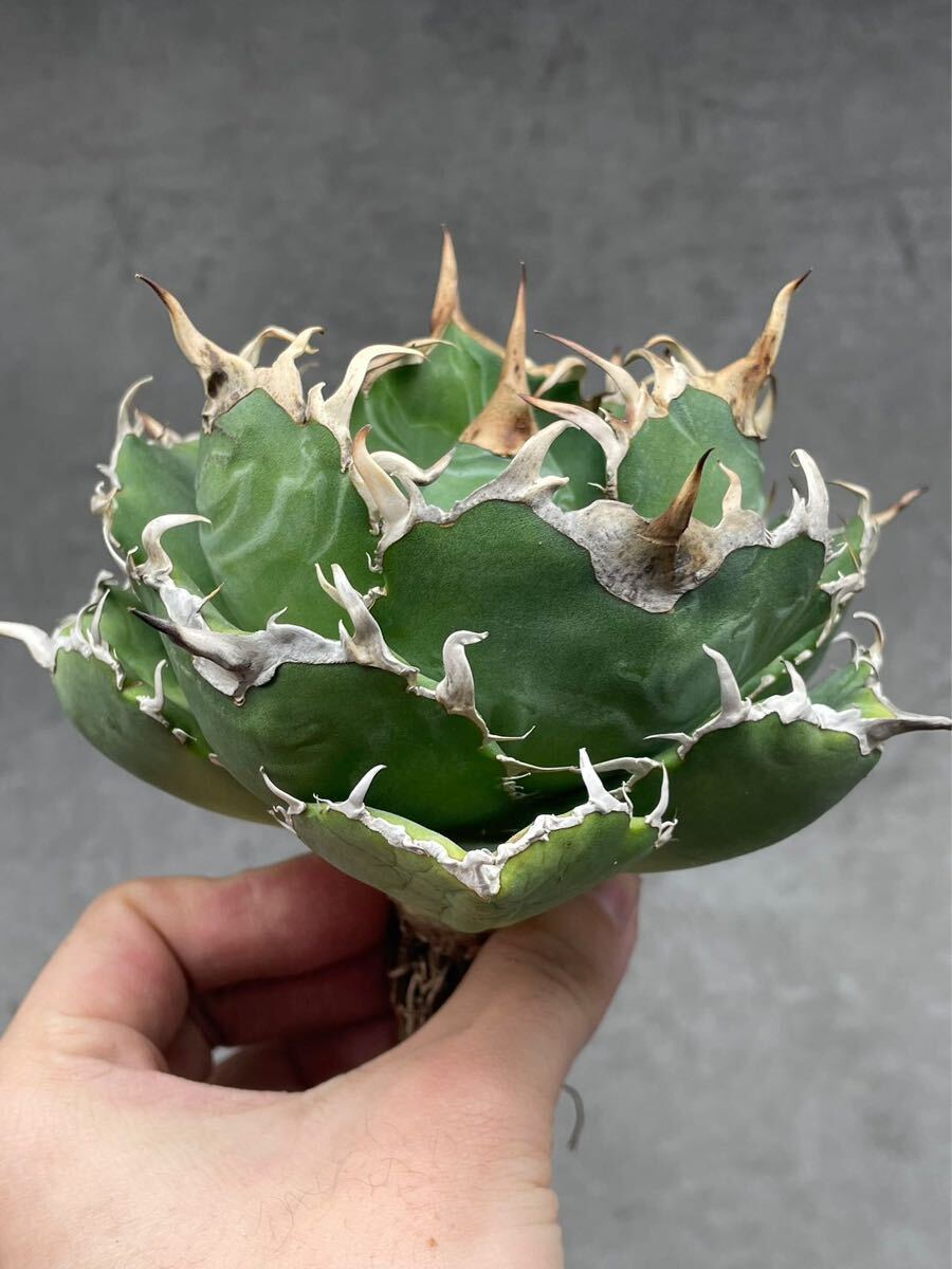 多肉植物 【特選】アガベ チタノタ厳竜南霸王強棘株C|アガベ 多肉植物 【特選】アガベ チタノタ厳竜南霸王強棘株C|アガベ