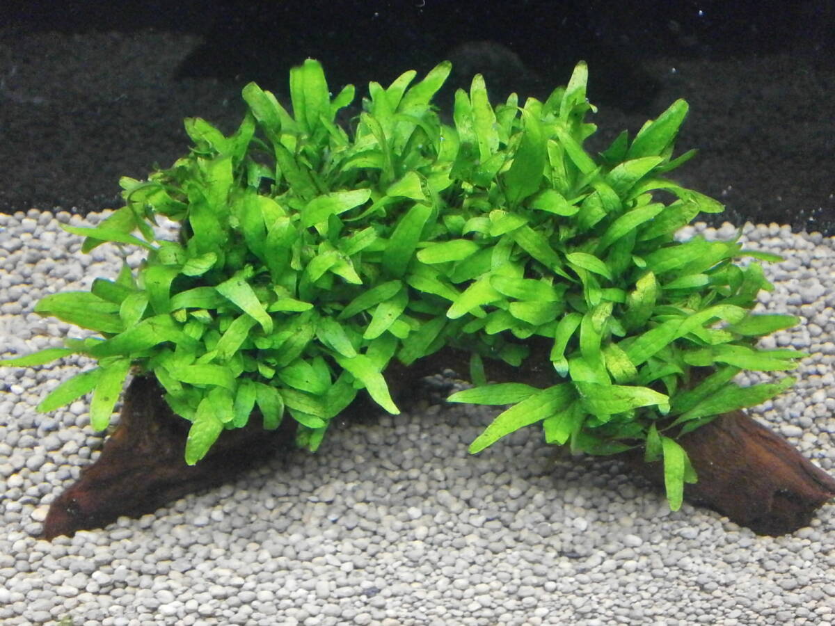 ミクロソリウム スモールリーフ 流木活着 無農薬
