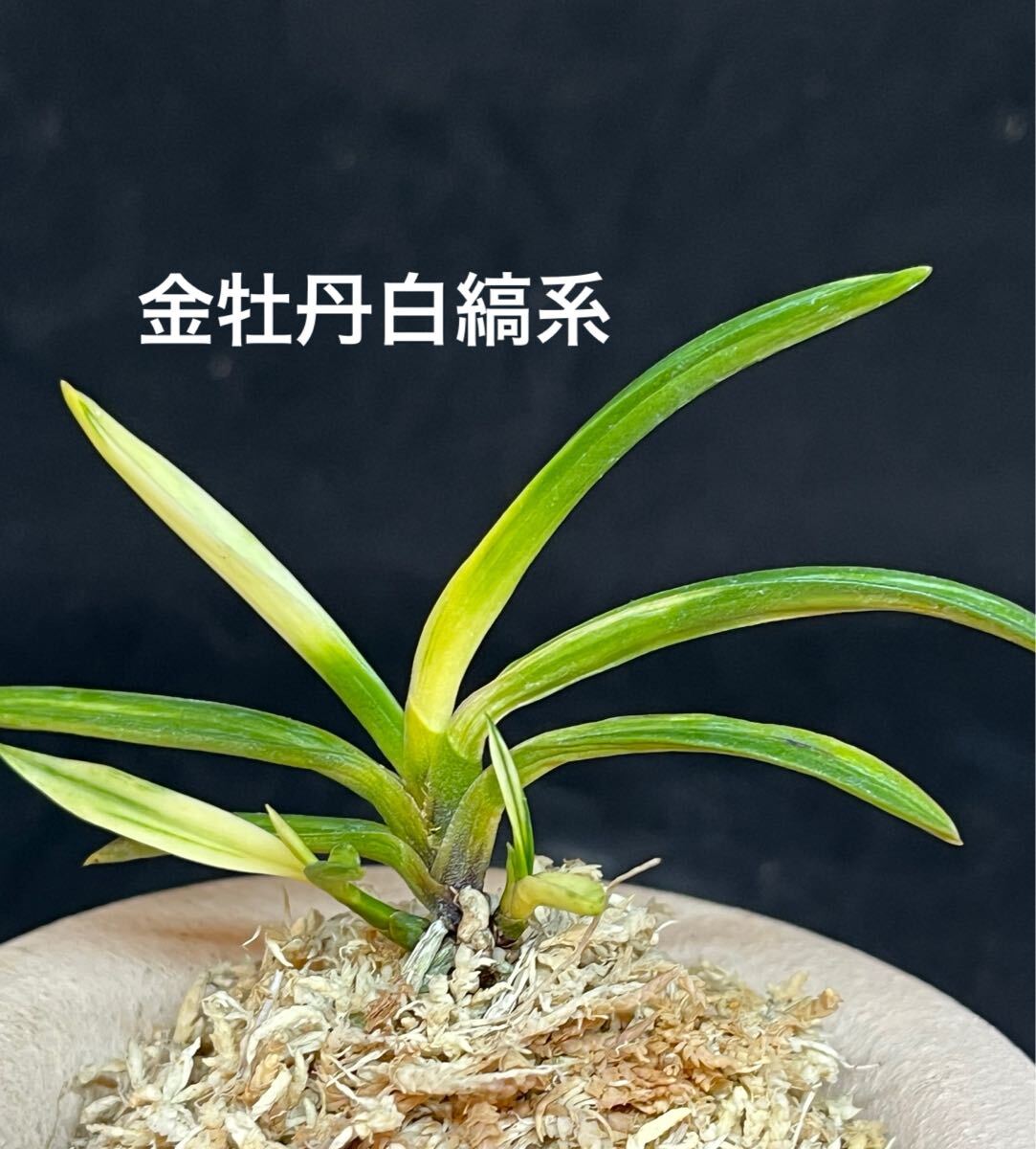 富貴蘭 金牡丹|ラン 富貴蘭 金牡丹|ラン