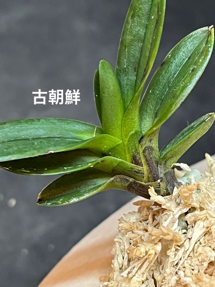 日本春蘭 錦波 中国春蘭 韓国春蘭 東洋蘭 古典園芸 山野草 2