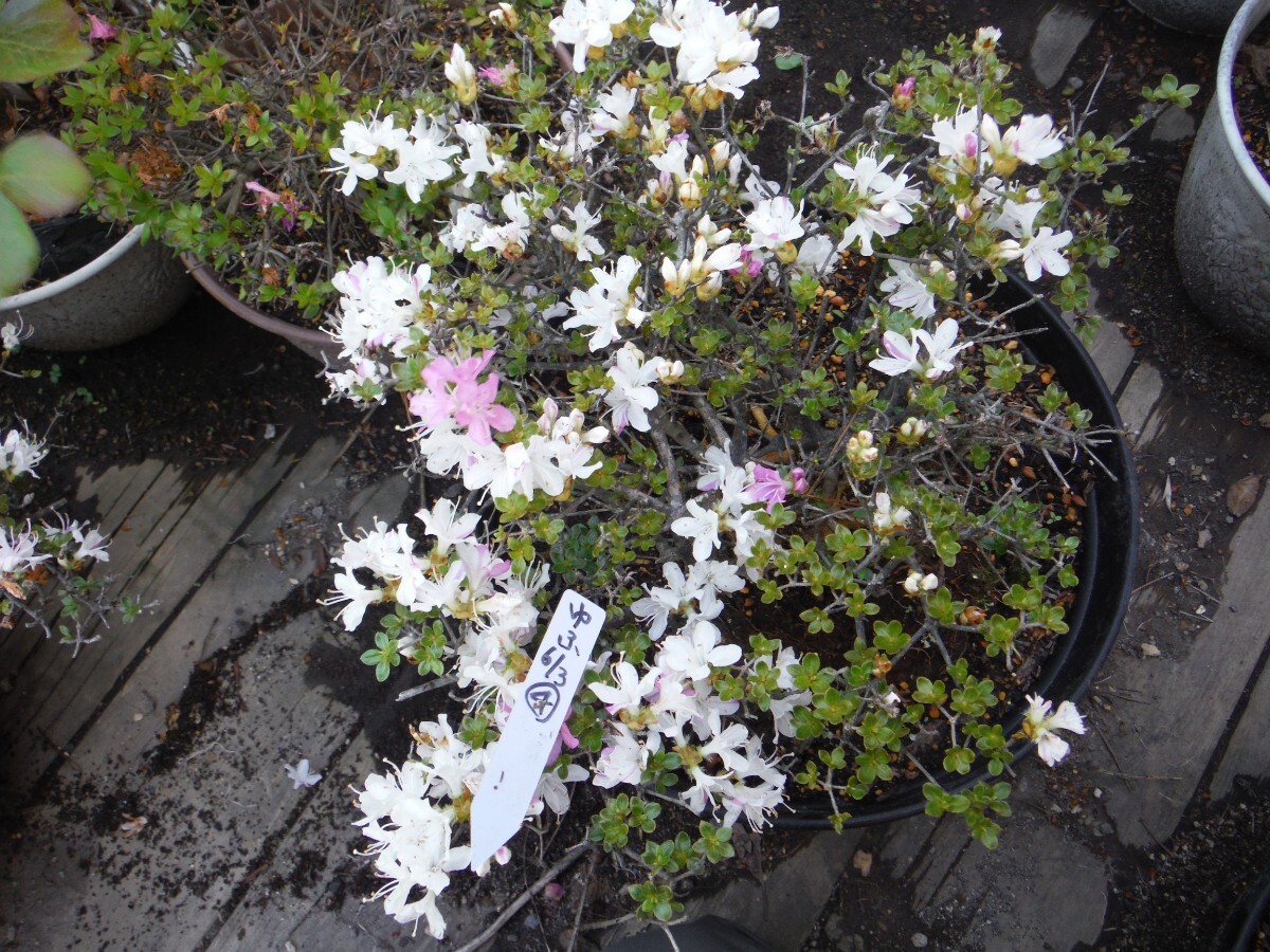 実際の開花写真　由布絞り(深山霧島ツツジ)。盆栽素材