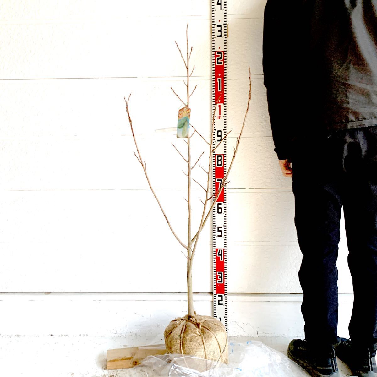 ポポー　約110cm545235