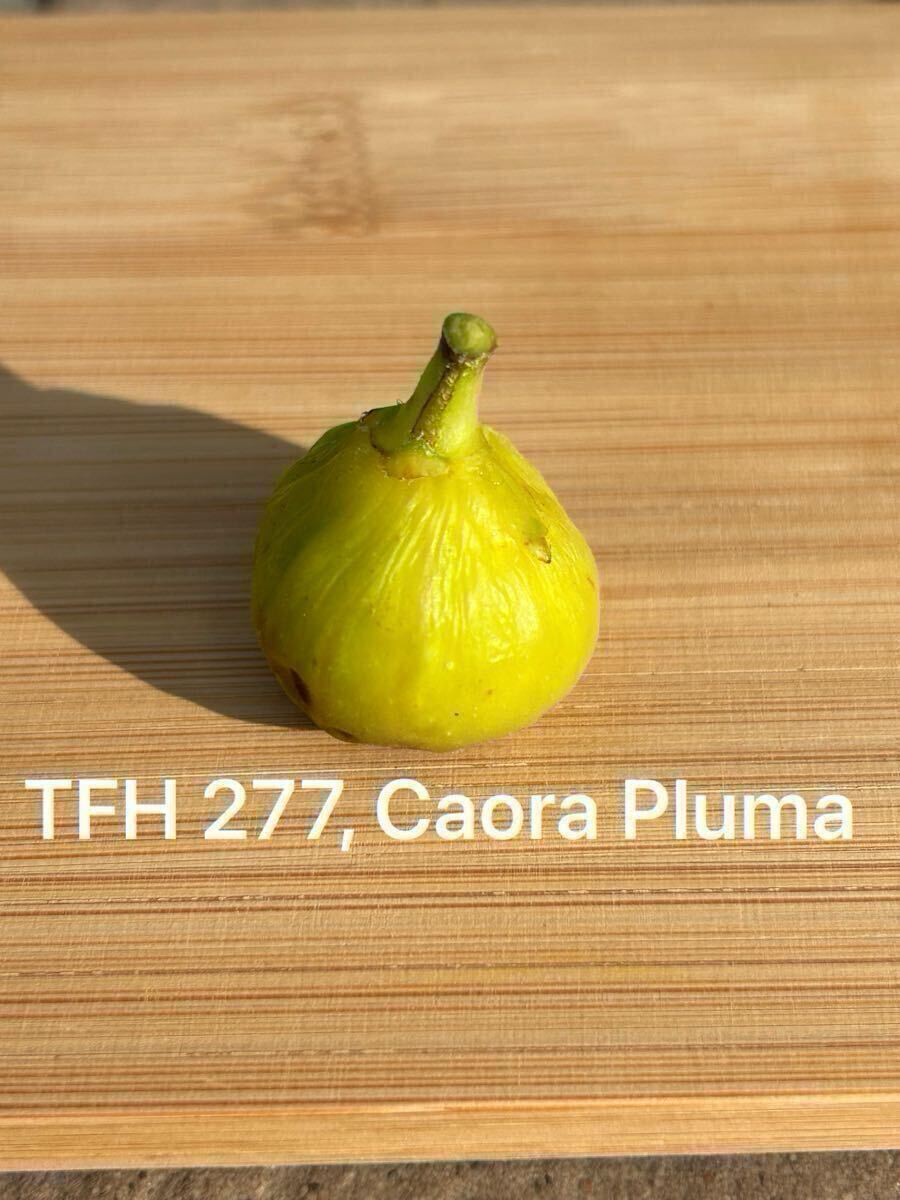 売約済み TFH 277 Caora pluma ハイファーイチジク 苗 Bibian 比比昂- TFH 277, Caora Pluma イチジク穂木- Bibian