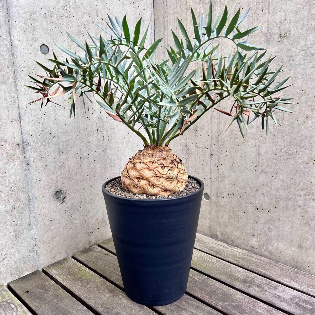 大株18.5cm Encephalartos horridus エンセファラルトス 大株18.5cm Encephalartos horridus エンセファラルトス