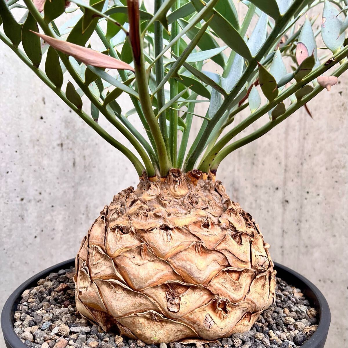 大株18.5cm Encephalartos horridus エンセファラルトス 大株18.5cm Encephalartos horridus エンセファラルトス
