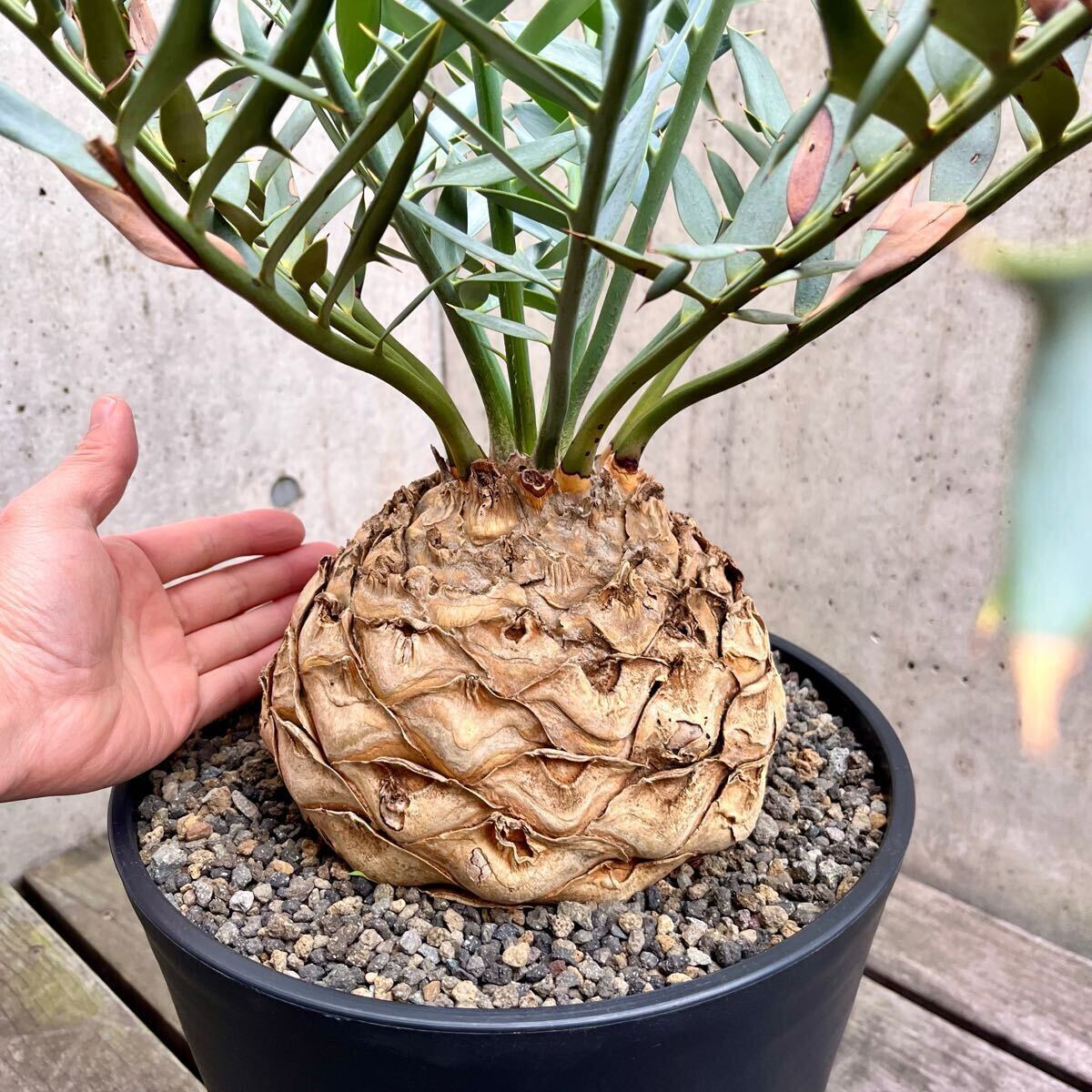 大株18.5cm Encephalartos horridus エンセファラルトス 大株18.5cm Encephalartos horridus エンセファラルトス