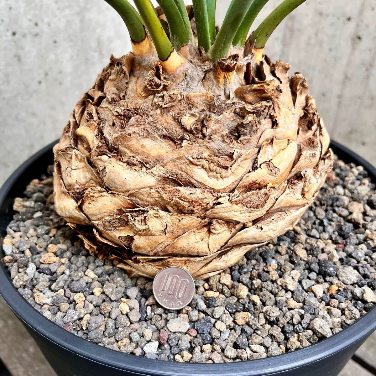 大株18.5cm Encephalartos horridus エンセファラルトス 大株18.5cm Encephalartos horridus エンセファラルトス