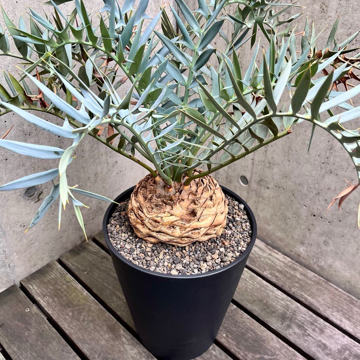 大株18.5cm Encephalartos horridus エンセファラルトス 大株18.5cm Encephalartos horridus エンセファラルトス