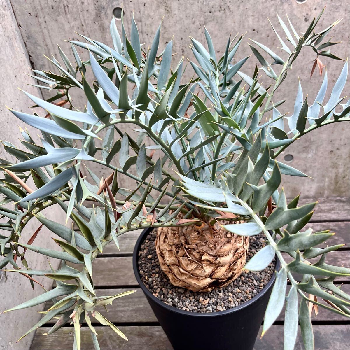 大株18.5cm Encephalartos horridus エンセファラルトス