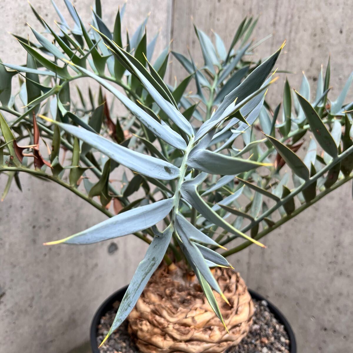 大株18.5cm Encephalartos horridus エンセファラルトス