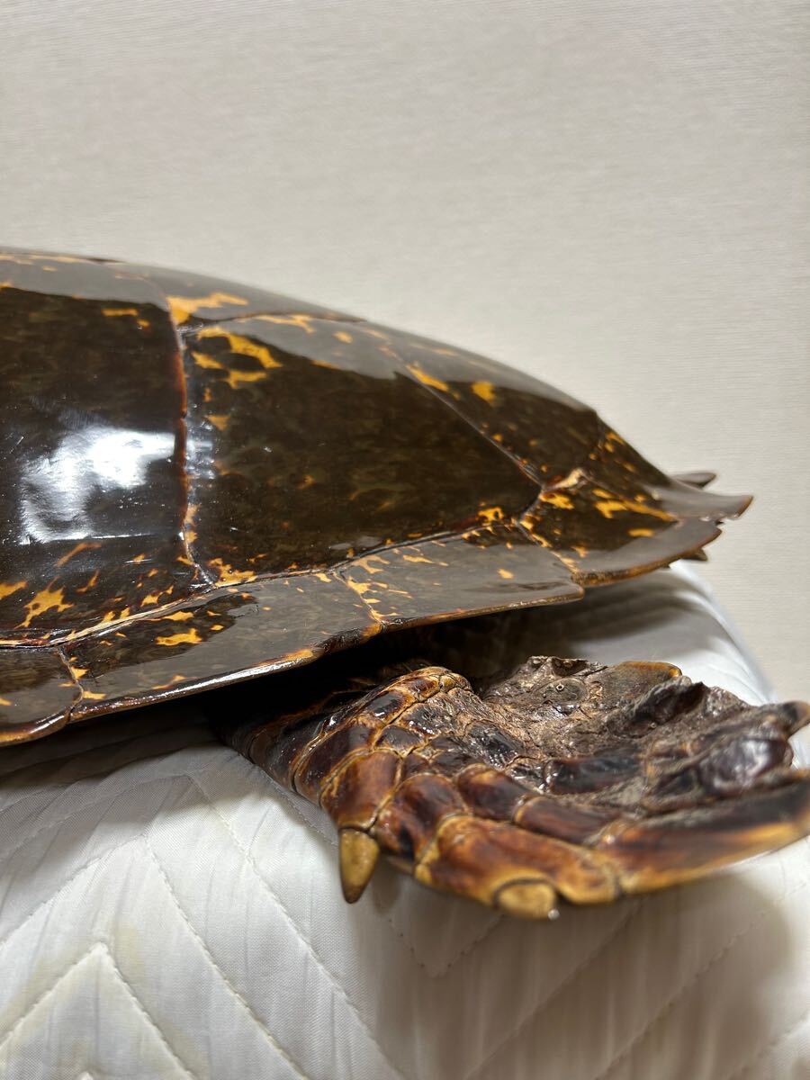 アオウミガメ カメ 亀 剥製 壁掛け 置物 オブジェ 約83cm アオウミガメ カメ 亀 剥製 壁掛け 置物 オブジェ 約83cm