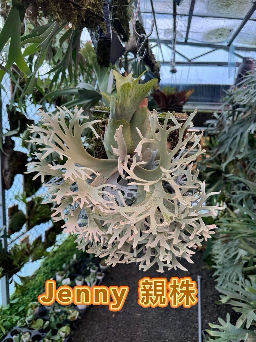 Yahoo!オークション - ビカクシダ Jenny 胞子 Yahoo!オークション - ビカクシダ Jenny 胞子