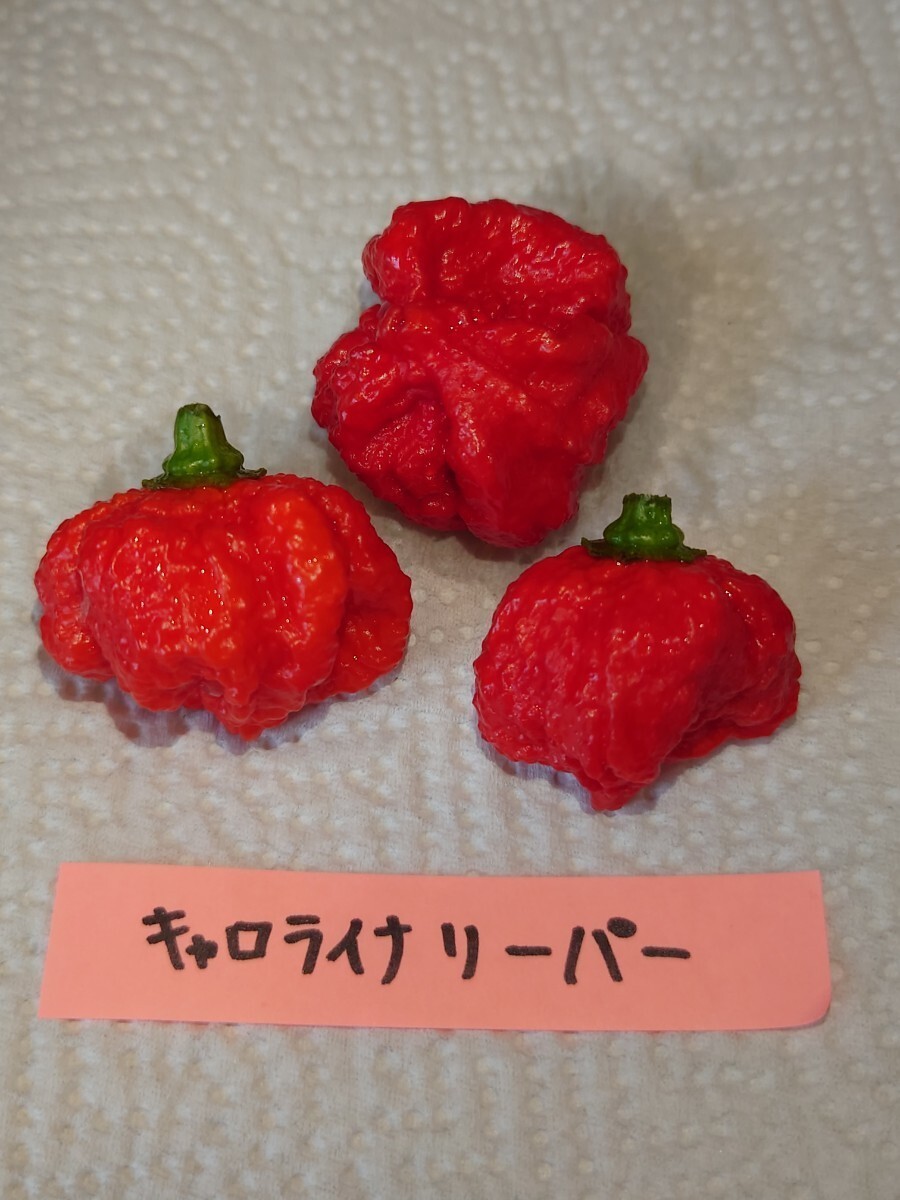  Fukuoka нить остров производство, ультра . красный острый перец. вид 7 вида комплект 9,kyarolaina Lee pa-,tolinida-do,moruga,ja mica n Scotch, - spring ro, - lape-nyo