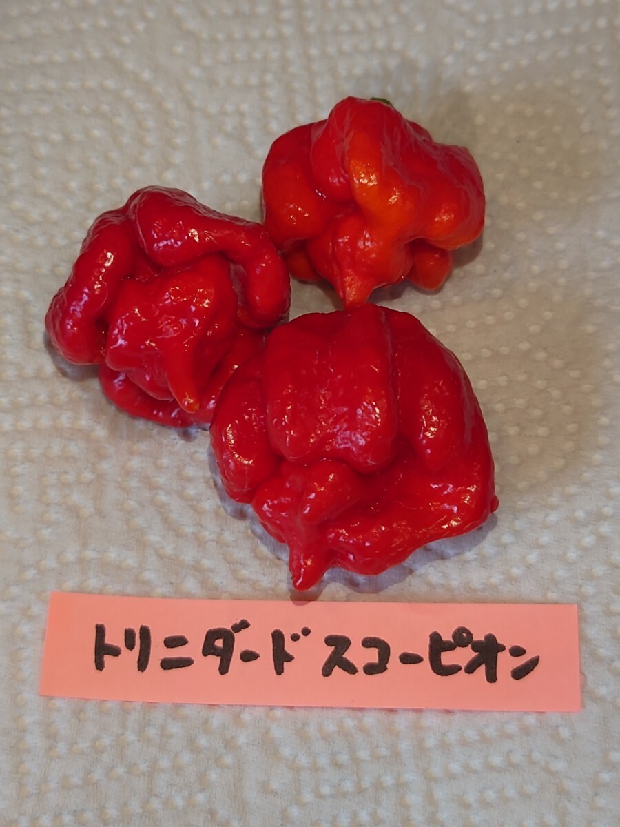  Fukuoka нить остров производство, ультра . красный острый перец. вид 7 вида комплект 9,kyarolaina Lee pa-,tolinida-do,moruga,ja mica n Scotch, - spring ro, - lape-nyo