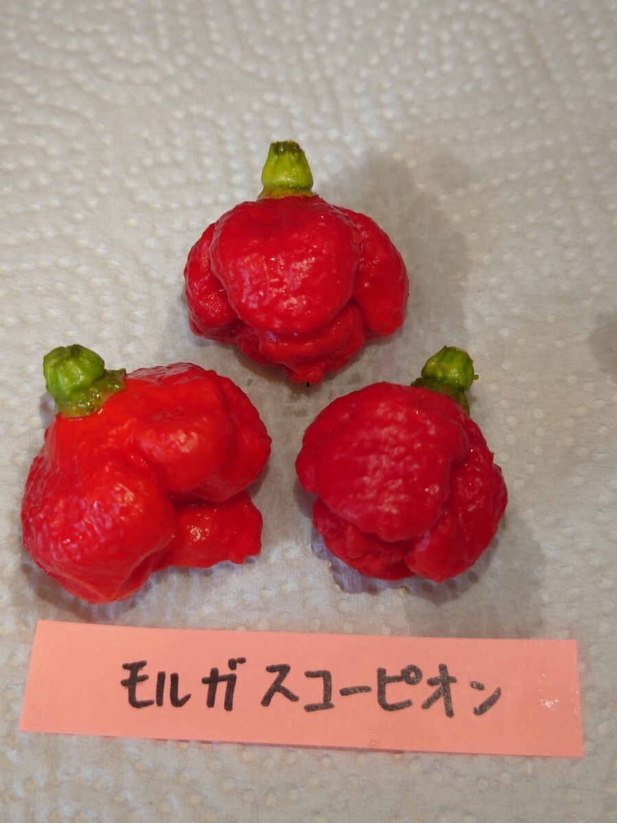  Fukuoka нить остров производство, ультра . красный острый перец. вид 7 вида комплект 9,kyarolaina Lee pa-,tolinida-do,moruga,ja mica n Scotch, - spring ro, - lape-nyo