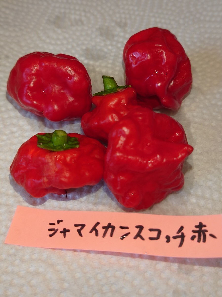  Fukuoka нить остров производство, ультра . красный острый перец. вид 7 вида комплект 9,kyarolaina Lee pa-,tolinida-do,moruga,ja mica n Scotch, - spring ro, - lape-nyo