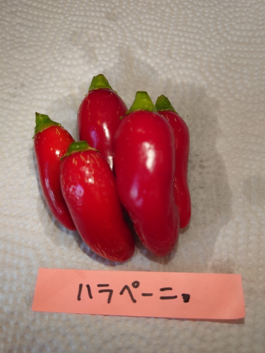  Fukuoka нить остров производство, ультра . красный острый перец. вид 7 вида комплект 9,kyarolaina Lee pa-,tolinida-do,moruga,ja mica n Scotch, - spring ro, - lape-nyo