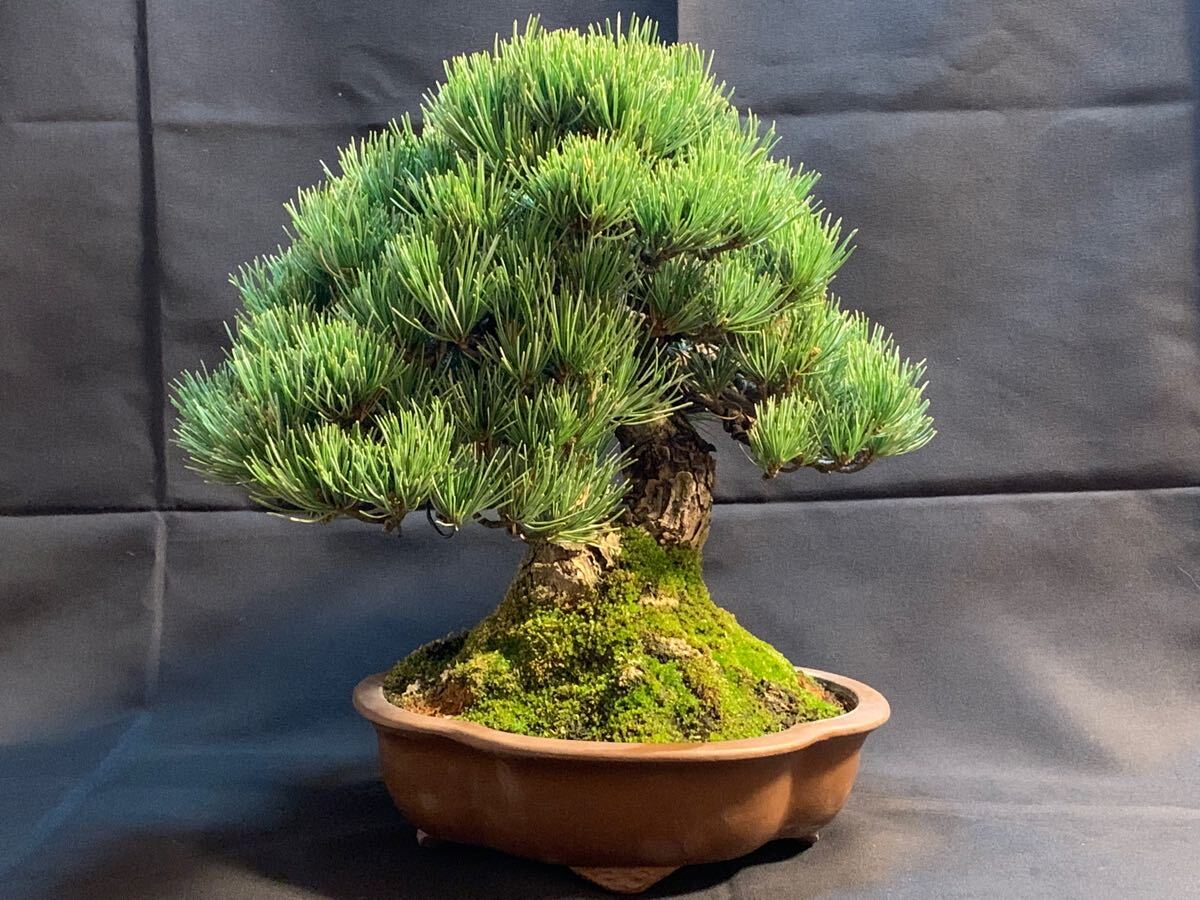 五葉松 』樹高26㎝／小品盆栽／葉性良好／逸品(松)｜売買された