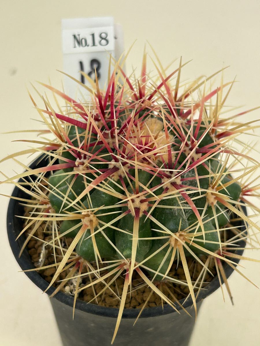 Yahoo!オークション - サボテン18金鯱赤几