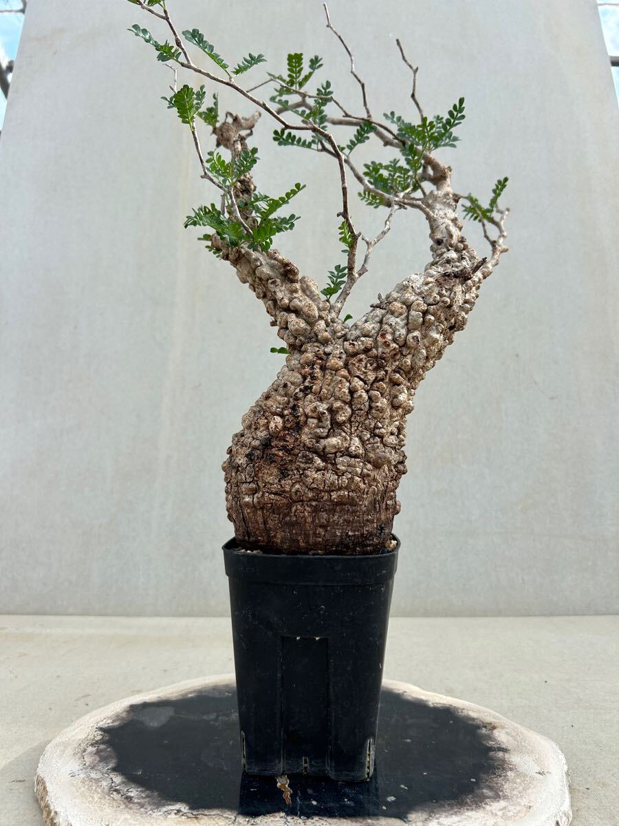 発根済み】オペルクリカリア パキプス 観葉植物 発根済み】オペルクリカリア パキプス 観葉植物