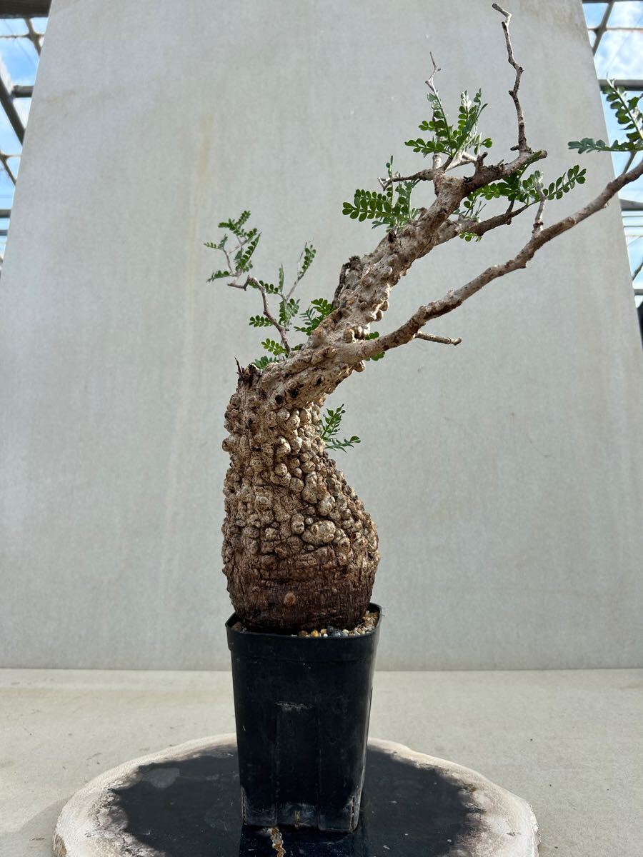 発根済み】オペルクリカリア パキプス 観葉植物 発根済み】オペルクリカリア パキプス 観葉植物