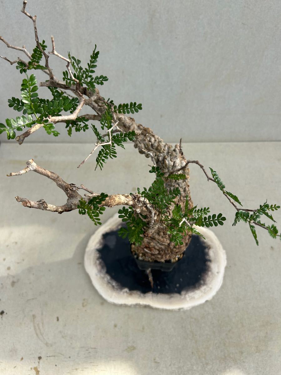 発根済み】オペルクリカリア パキプス 観葉植物 発根済み】オペルクリカリア パキプス 観葉植物