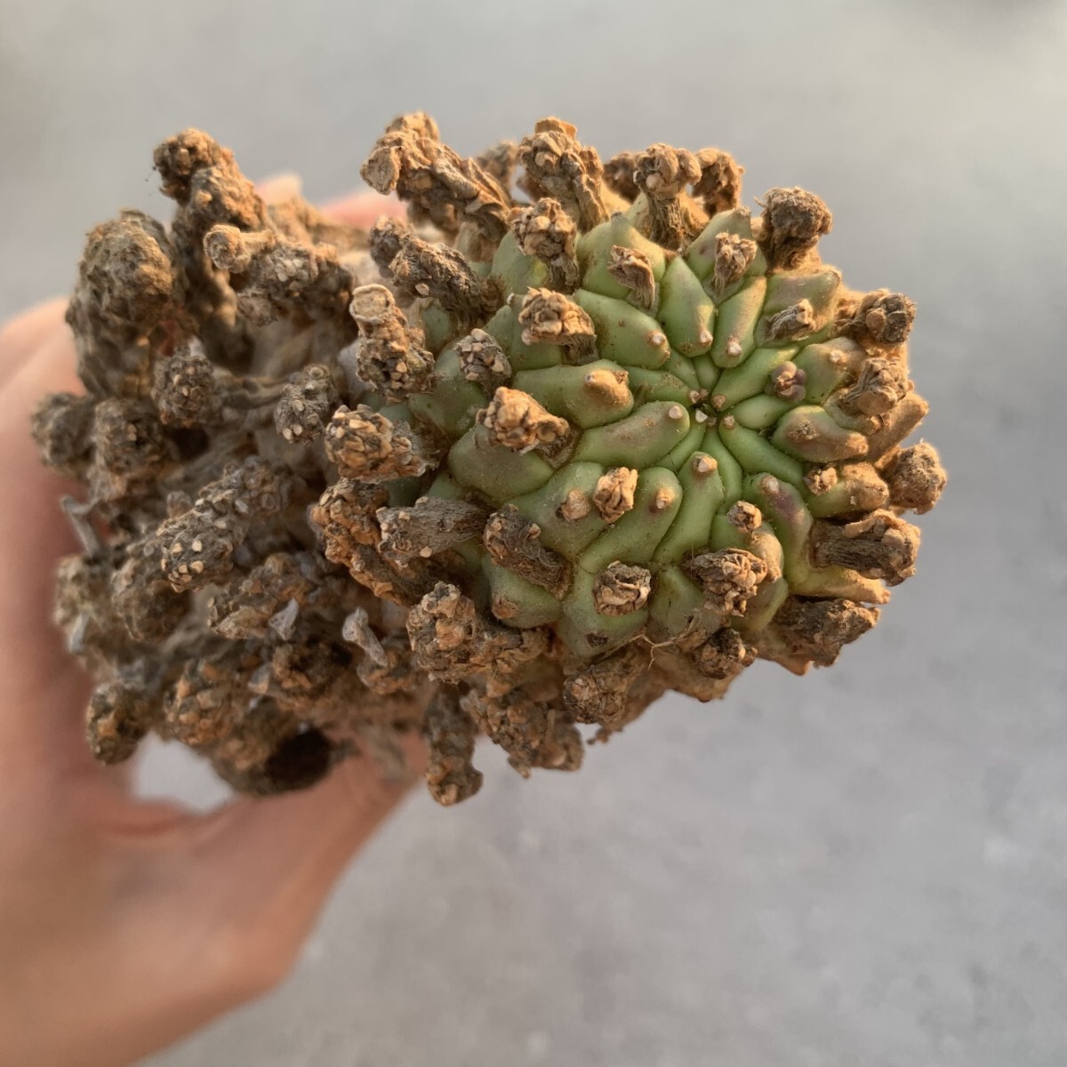 塊根植物euphorbia namibensisユーフォルビアナミベンシス E. namibensis ? ナミベンシス名義で入手したけど現状判断つか