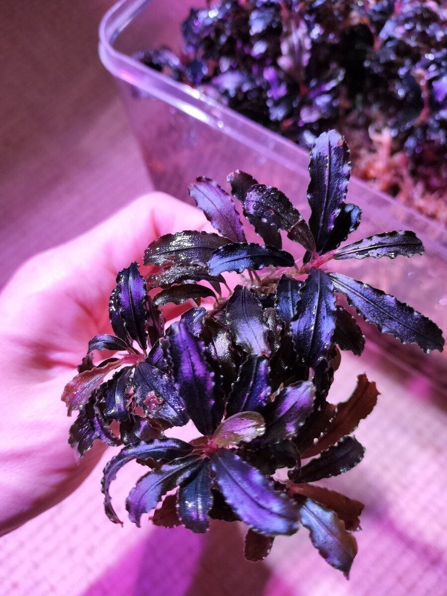ブセファランドラ・クダガン(1.2.grow)群生株 ブセファランドラ・クダガン(1.2.grow)群生株