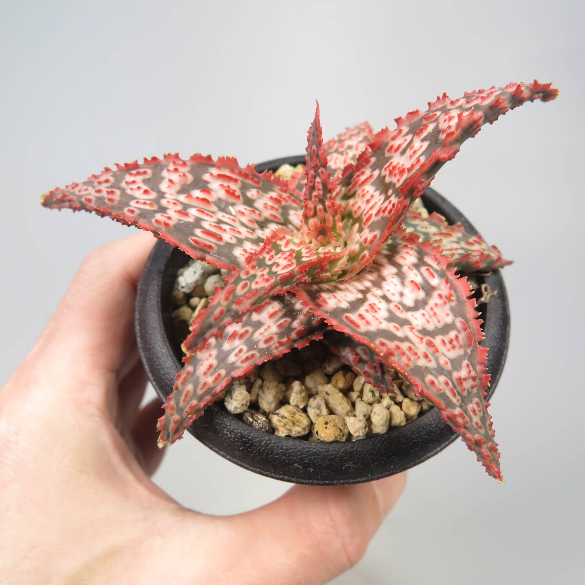 20. アロエ ☆ Aloe Hybrid ☆ Yoky Cuctus Hybrid|花、園芸 20. アロエ ☆ Aloe Hybrid ☆ Yoky Cuctus Hybrid|花、園芸