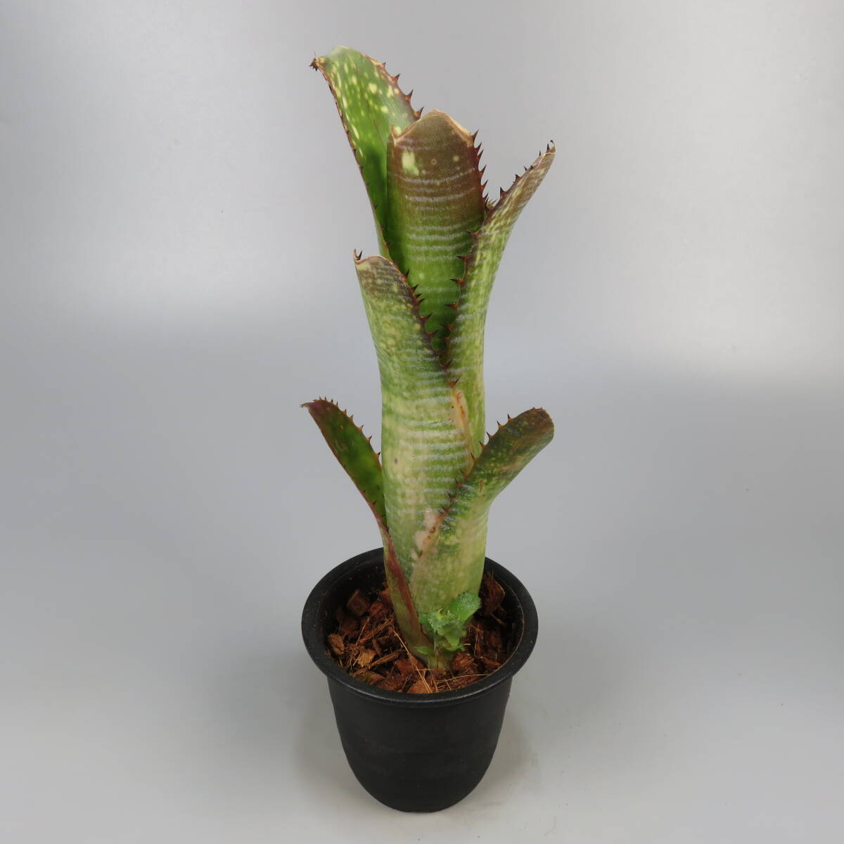 Yahoo!オークション - SALE ビルベルギア Billbergia Kolan