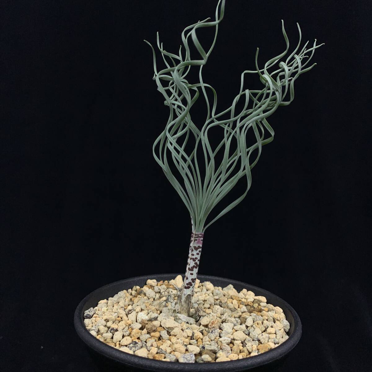 《PW》ゲチリス“ブリッテニアナ，Gethyllis britteniana”ケープバルブ 多肉植物 球根 塊根 コーデックス