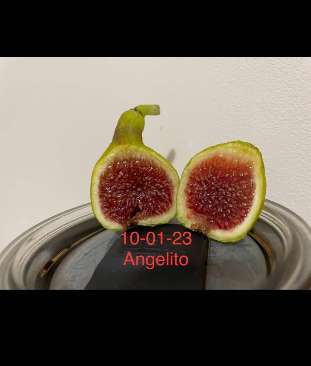 Angelito イチジク いちじく 穂木 苗 いちじく 穂木 Angelito ①(果物)|売買されたオークション情報