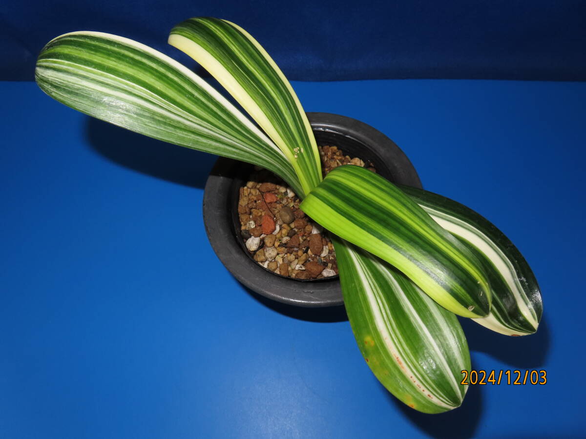 《クンシラン縞斑入り》　君子蘭：斑入り植物：山野草：古典園芸