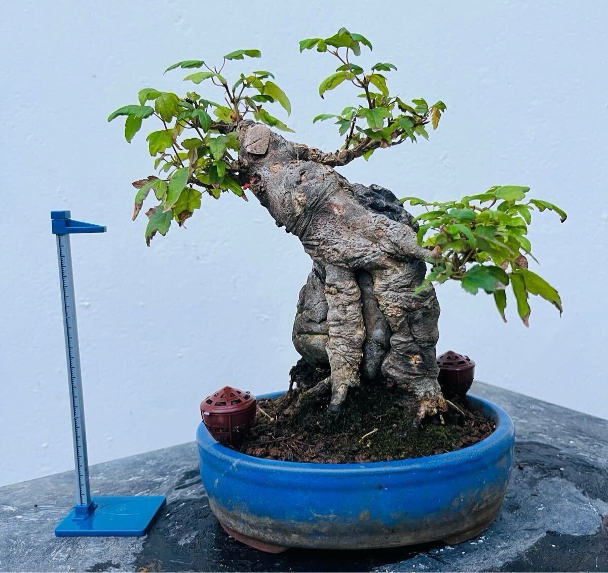 小品盆栽/盆栽世界観】楓 かえで 盆栽 / 岩付|楓(かえで) 小品盆栽/盆栽世界観】楓 かえで 盆栽 / 岩付|楓(かえで)