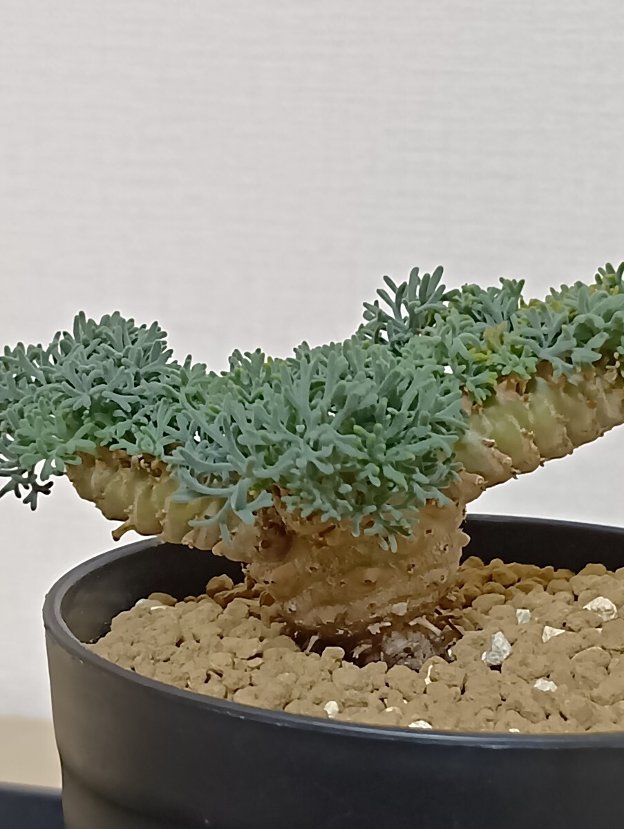 値引き歓迎】【種を多数採取した実生苗です】モンソニア 値引き歓迎】【種を多数採取した実生苗です】モンソニア