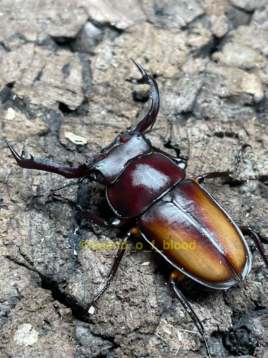 LOB】カワイシカ(カワノイシカ)クワガタ ♂49.8♀31.7ペア|成虫 LOB】カワイシカ(カワノイシカ)クワガタ ♂49.8♀31.7ペア|成虫