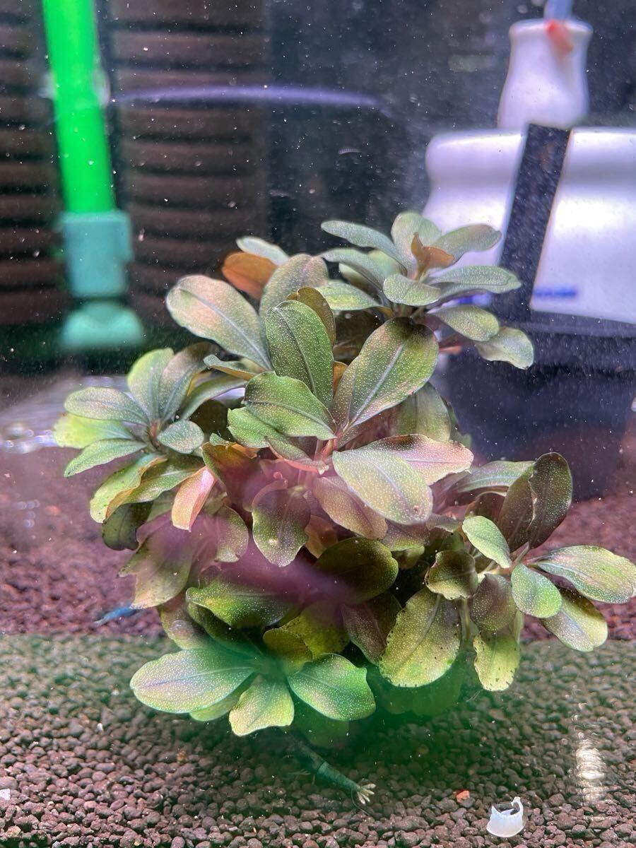 Bucephalandra sp Magician 群生①　ブセファランドラ マジシャン【群生】【貴重レア】完全無農薬　えび水槽飼育　流木ごと発送