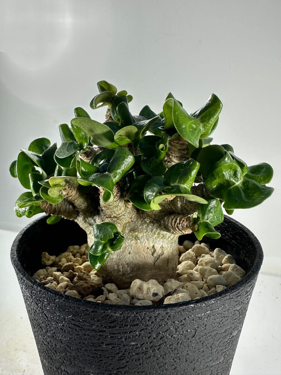 D.H.A (Dorset Horn Adenium) アデニウム アラビカム獅子葉 実生 D.H.A (Dorset Horn Adenium) アデニウム アラビカム獅子葉 実生