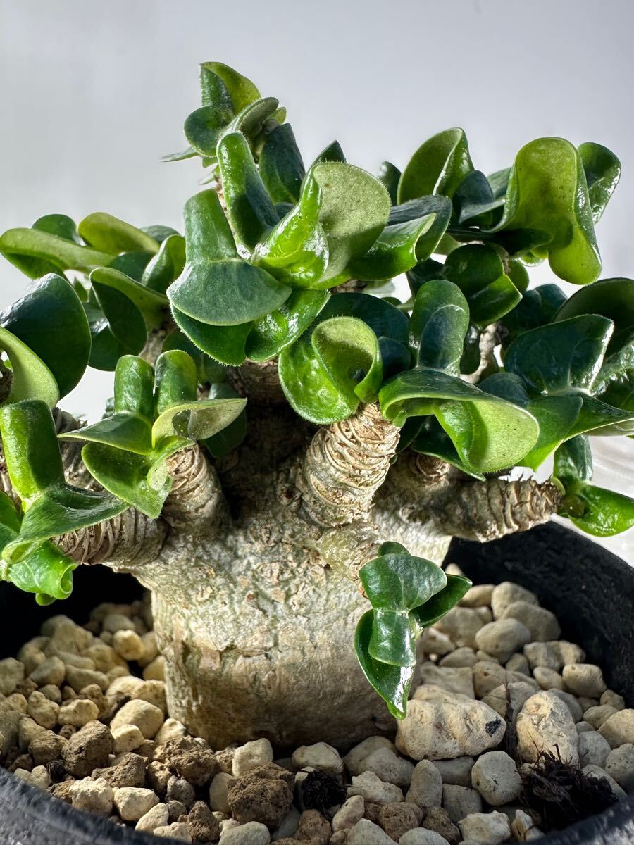 D.H.A (Dorset Horn Adenium) アデニウム アラビカム獅子葉 実生 D.H.A (Dorset Horn Adenium) アデニウム アラビカム獅子葉 実生