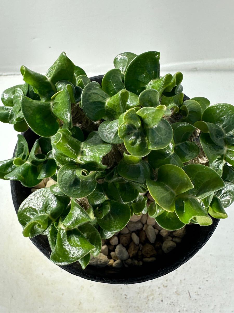 D.H.A (Dorset Horn Adenium) アデニウム アラビカム獅子葉 実生 D.H.A (Dorset Horn Adenium) アデニウム アラビカム獅子葉 実生