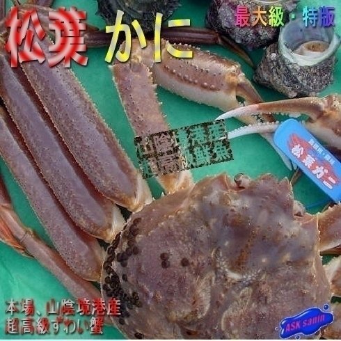 蟹の王様「活、松葉ガニ/特選-特版」1kg前後、山陰境港、直送