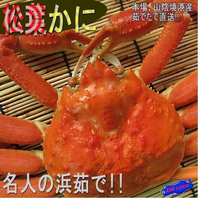 名人の「浜茹で松葉蟹/整体-1kg」-完全無欠■本場、山陰境港直送！！! (松葉ガニ)