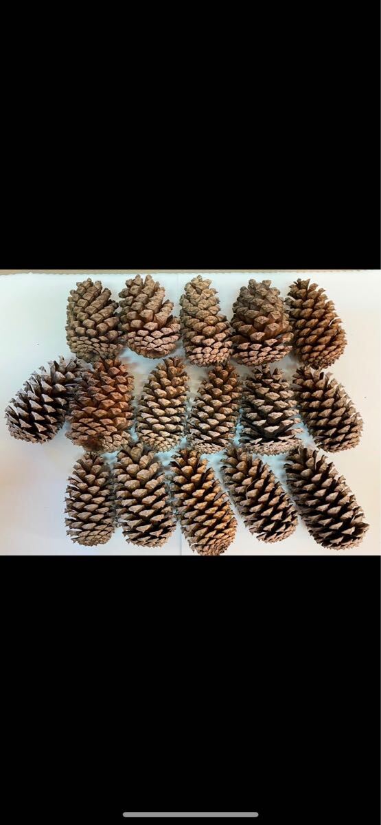 松ぼっくり 中 10?11cm 16個(gè) クリスマス リース 正月 飾り 自然素材 ハンドメイド 手作り スワッグ ドライフラワー まつぼっくり