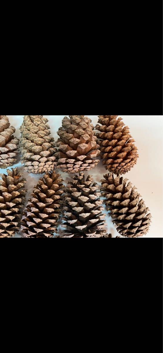 松ぼっくり 中 10?11cm 16個(gè) クリスマス リース 正月 飾り 自然素材 ハンドメイド 手作り スワッグ ドライフラワー まつぼっくり