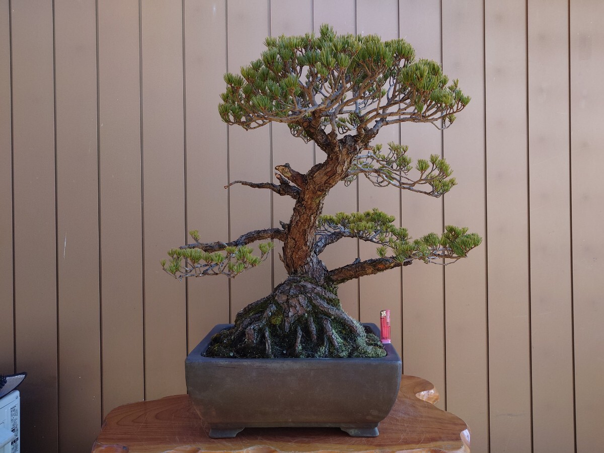 黒松樹高65cm 黒松樹高65cm