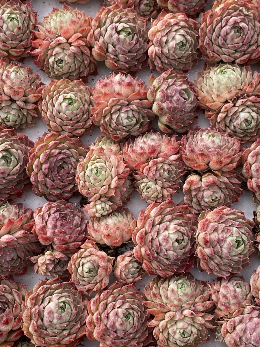 ☆*)様 W679　ヘレー　30苗　多肉植物 エケベリア 韓国苗 サボテン B366-3×105苗 チワワ 土付き 多肉植物 エケベリア サボテン 韓国