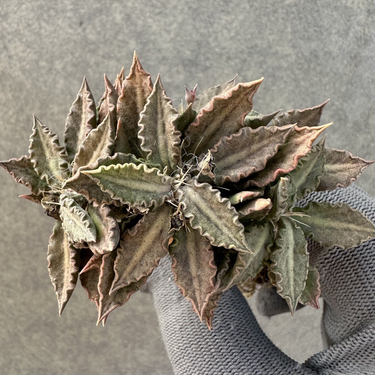 M11 多肉植物 塊根植物 球根 ユーフォルビア トゥレアレンシス Euphorbia tulearensis 実生株 マダガスカル原産 コーデックス