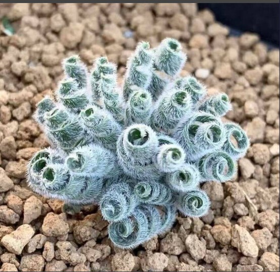 L42 多肉植物 塊根植物 球根 ゲチリス ラヌギノサ Engelsepunt Gethyllis lanuginosa