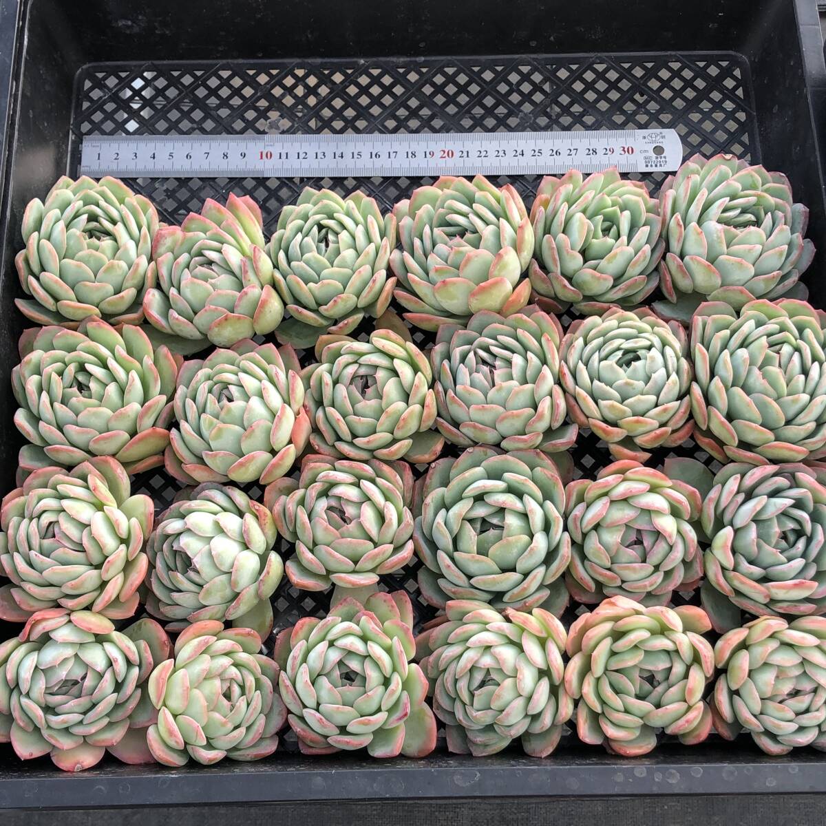 エケベリア24個　1210-D074　スリョン　多肉植物　カット苗　寄植え　出荷日12/13か14