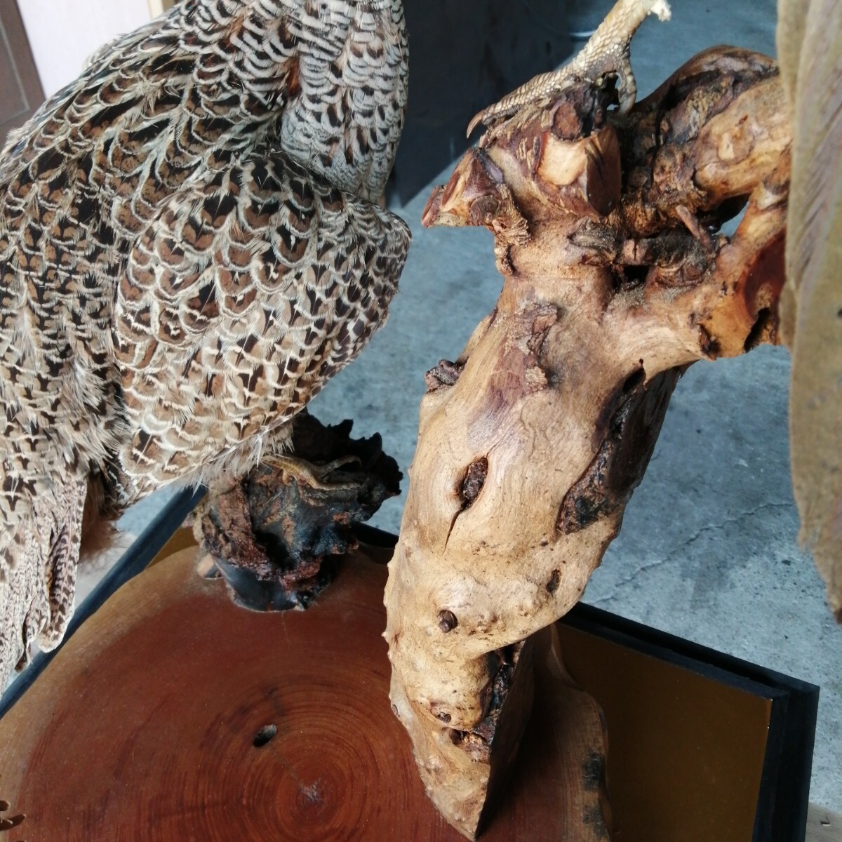 高麗雉 剥製 つがい セット コウライキジ 雉 キジ ガラスケース 高麗雉 剥製 つがい セット コウライキジ 雉 キジ ガラスケース